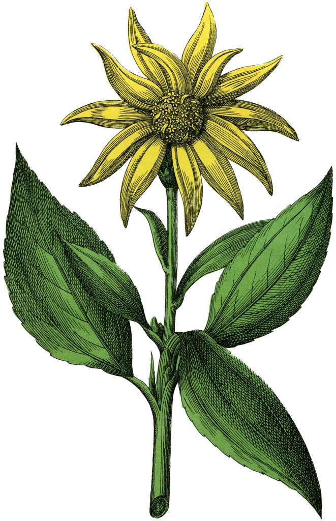 Vintage Yellow Botanical Flower Image