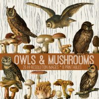 Vintage Owls and Mushrooms Kit