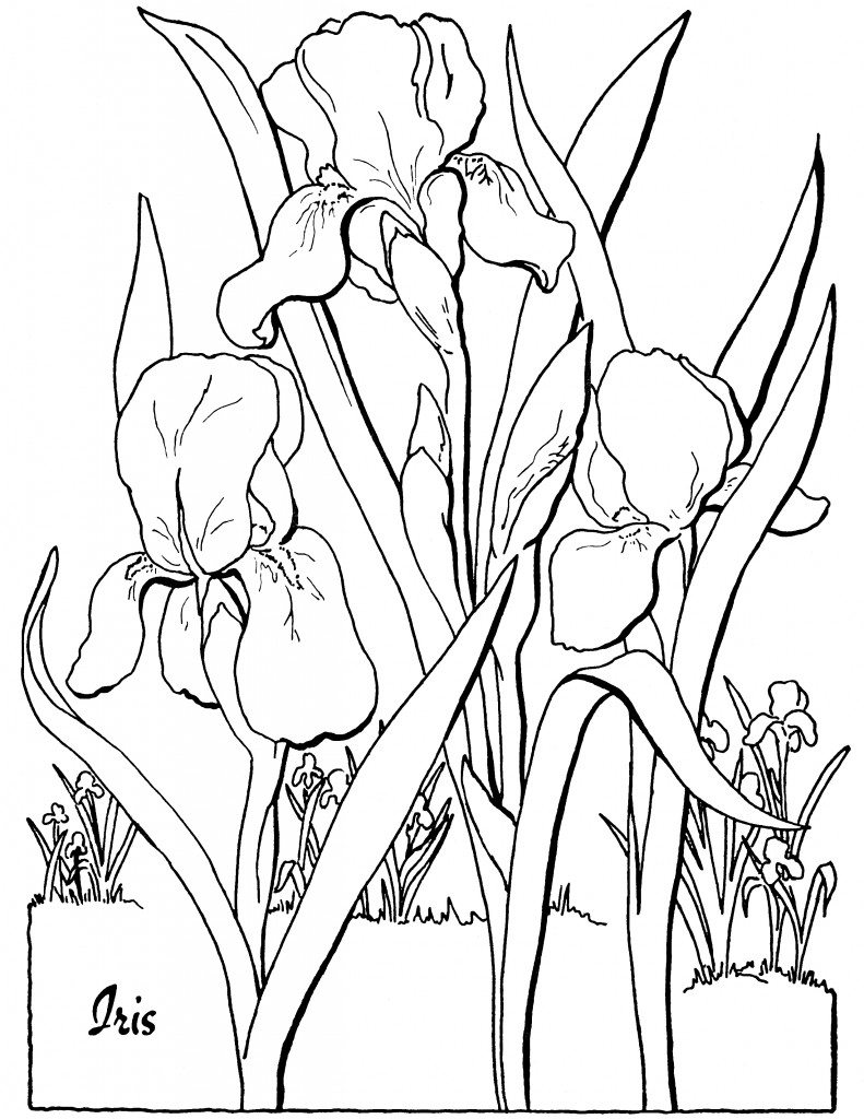 10 Floral Adult  Coloring  Pages  The Graphics Fairy