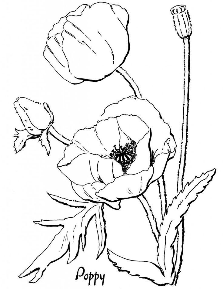 Flores da primavera - Flores e vegetação - Coloring Pages for Adults