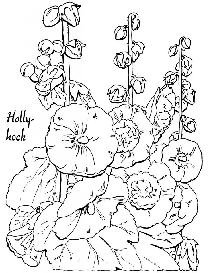 Hollyhock Illustration