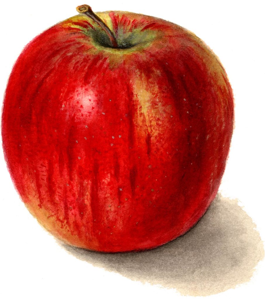 Apple Clipart