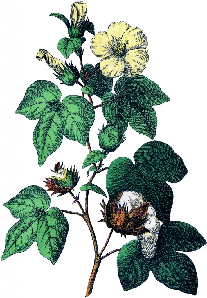 Botanical Cotton Plant Image