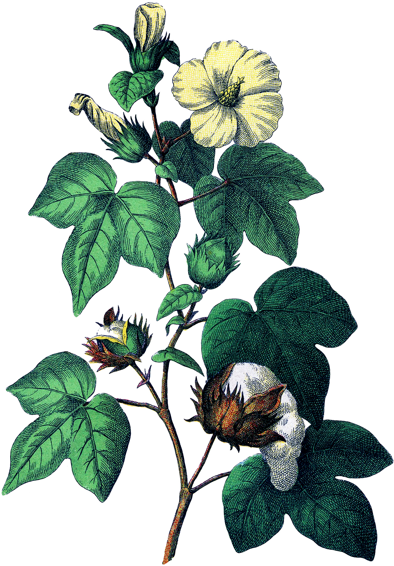 Botanical Cotton Plant Image - The Graphics Fairy