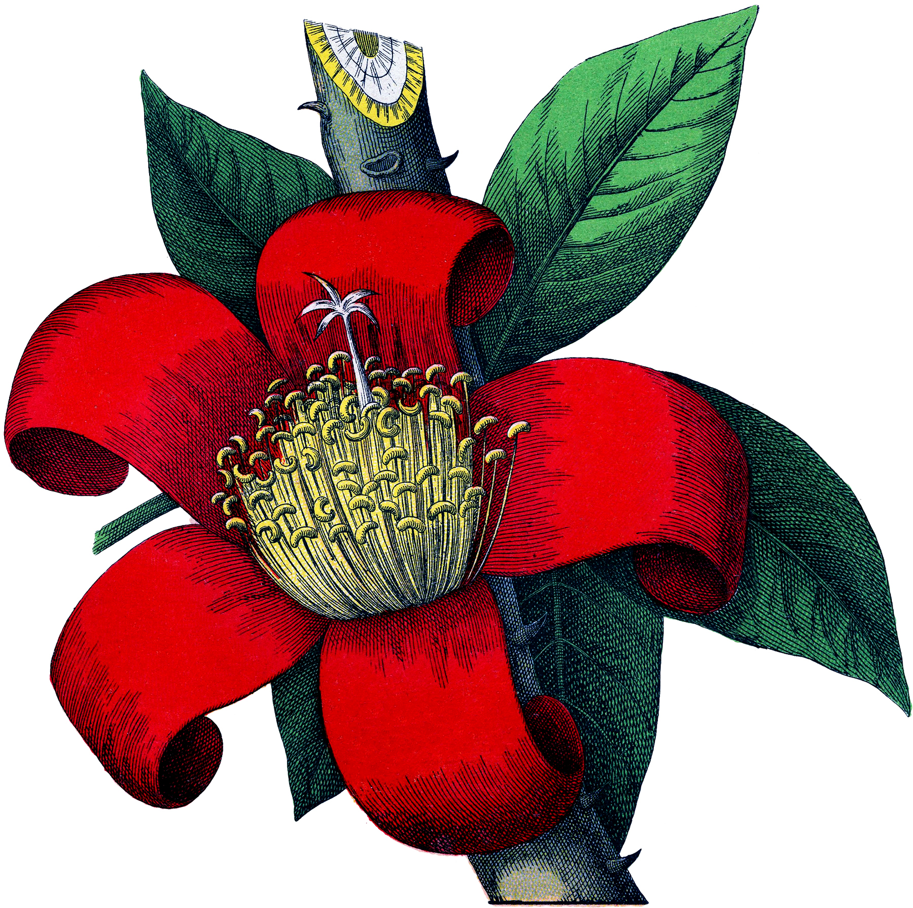 Red Botanical Flower Image