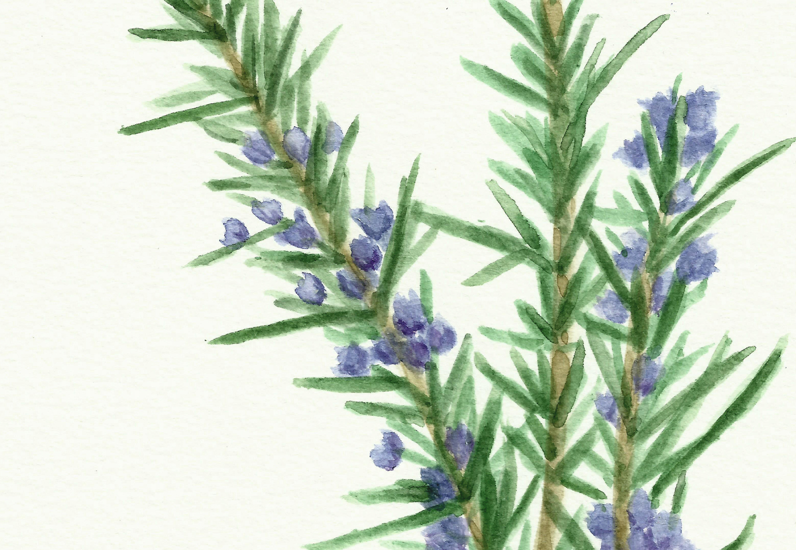 Free Herb Watercolor Printables: Rosemary and Oregano! - The Graphics Fairy