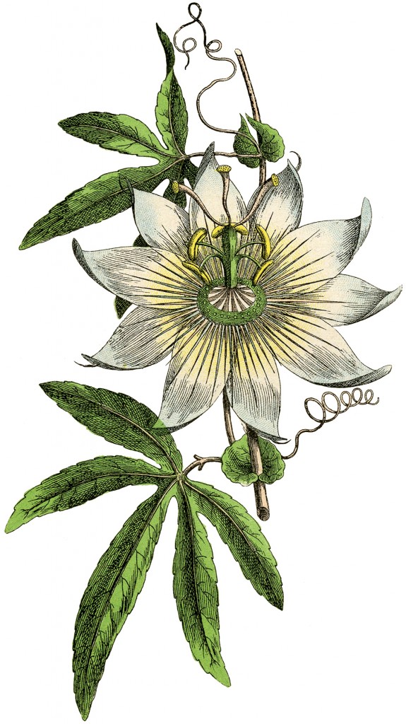 Vintage Passion Flower Botanical Image