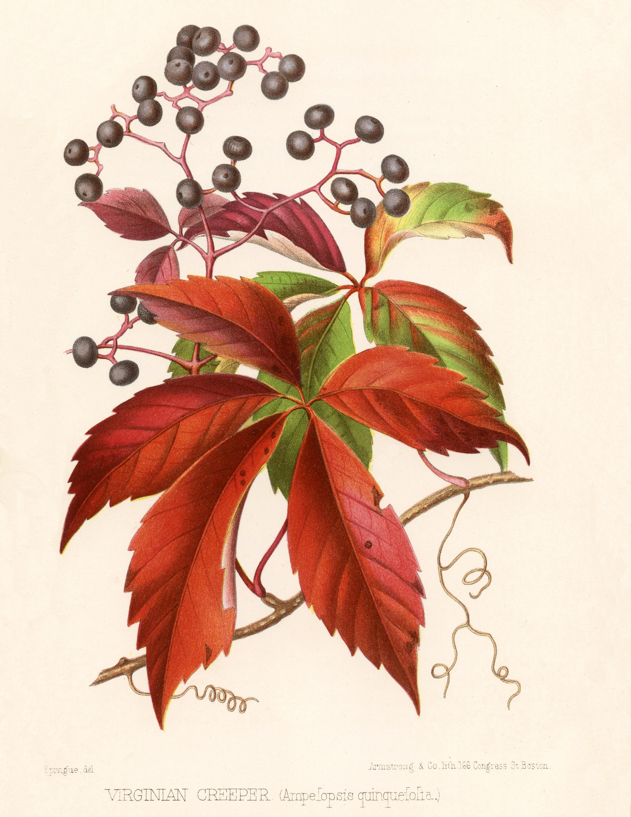 Virginia Creeper Botanical Print Download