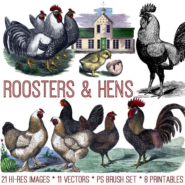 Roosters and Hens Image Kit