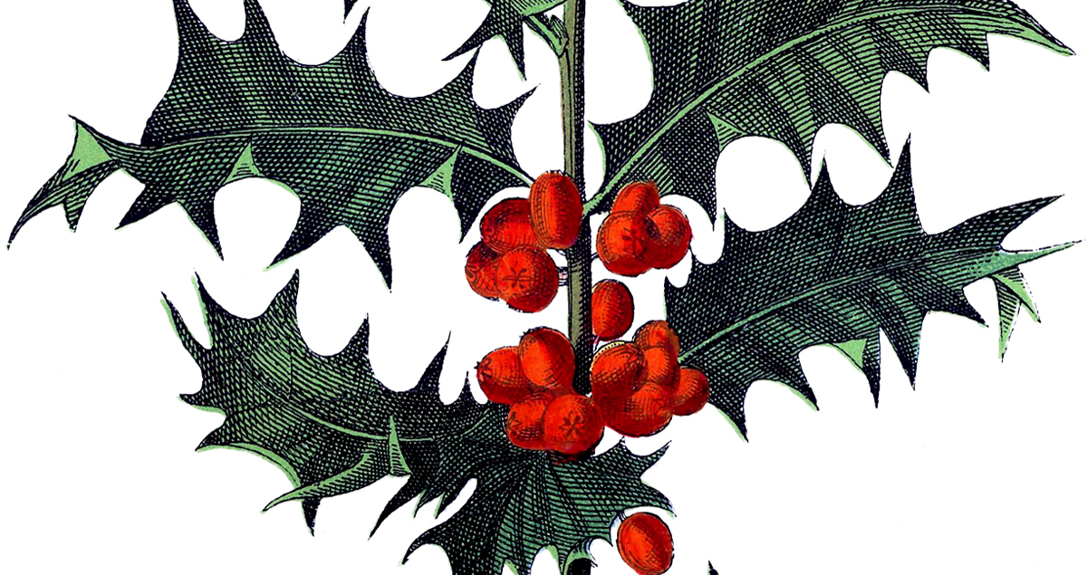 Antique Botanical Holly Image! - The Graphics Fairy