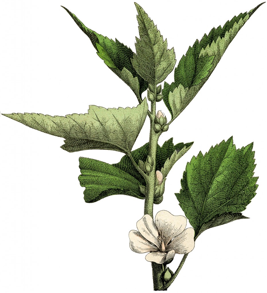 Delicate Cream Floral Botanical Engraving