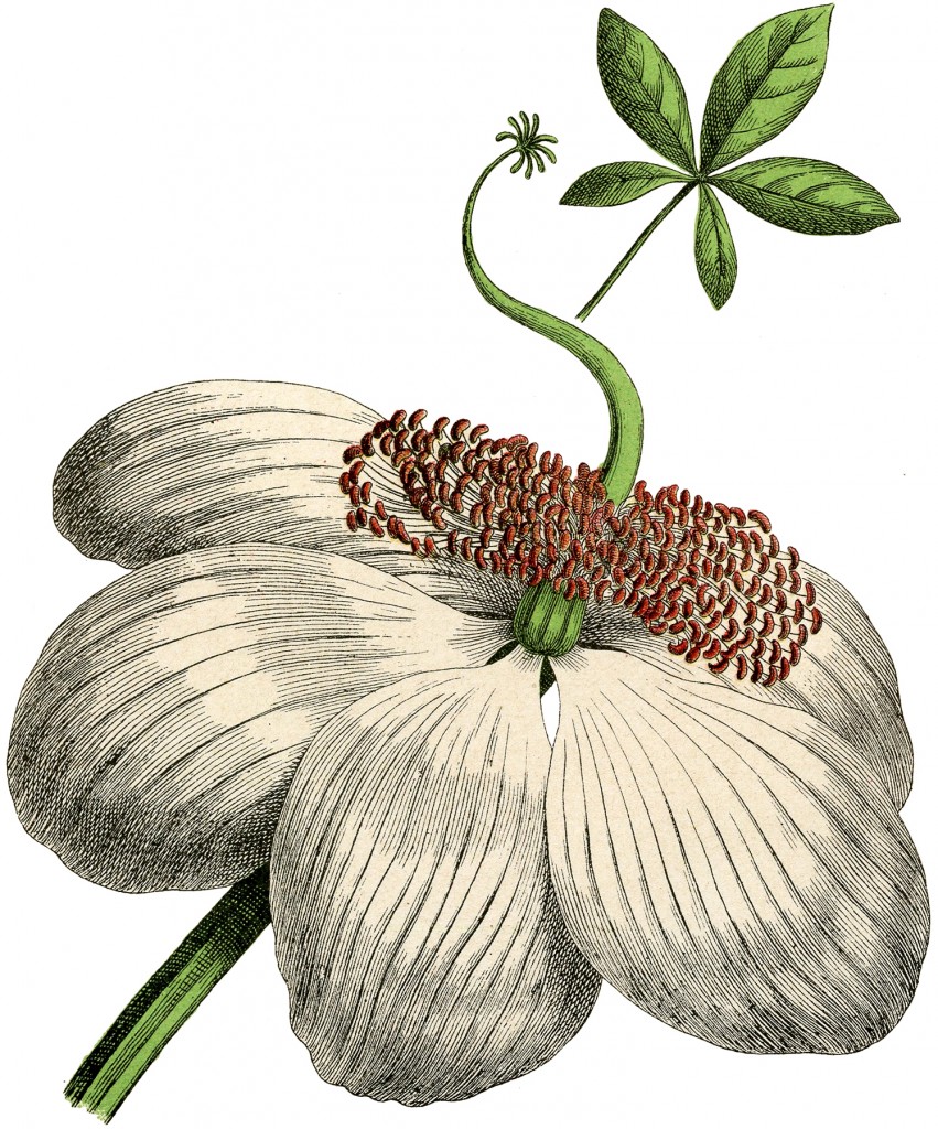 Large White Botanical Flower Image