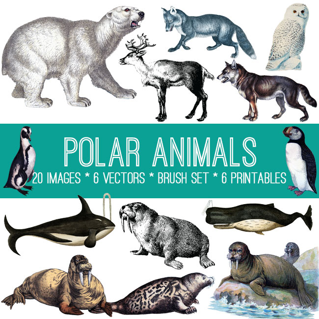 Polar Animals Image Kit