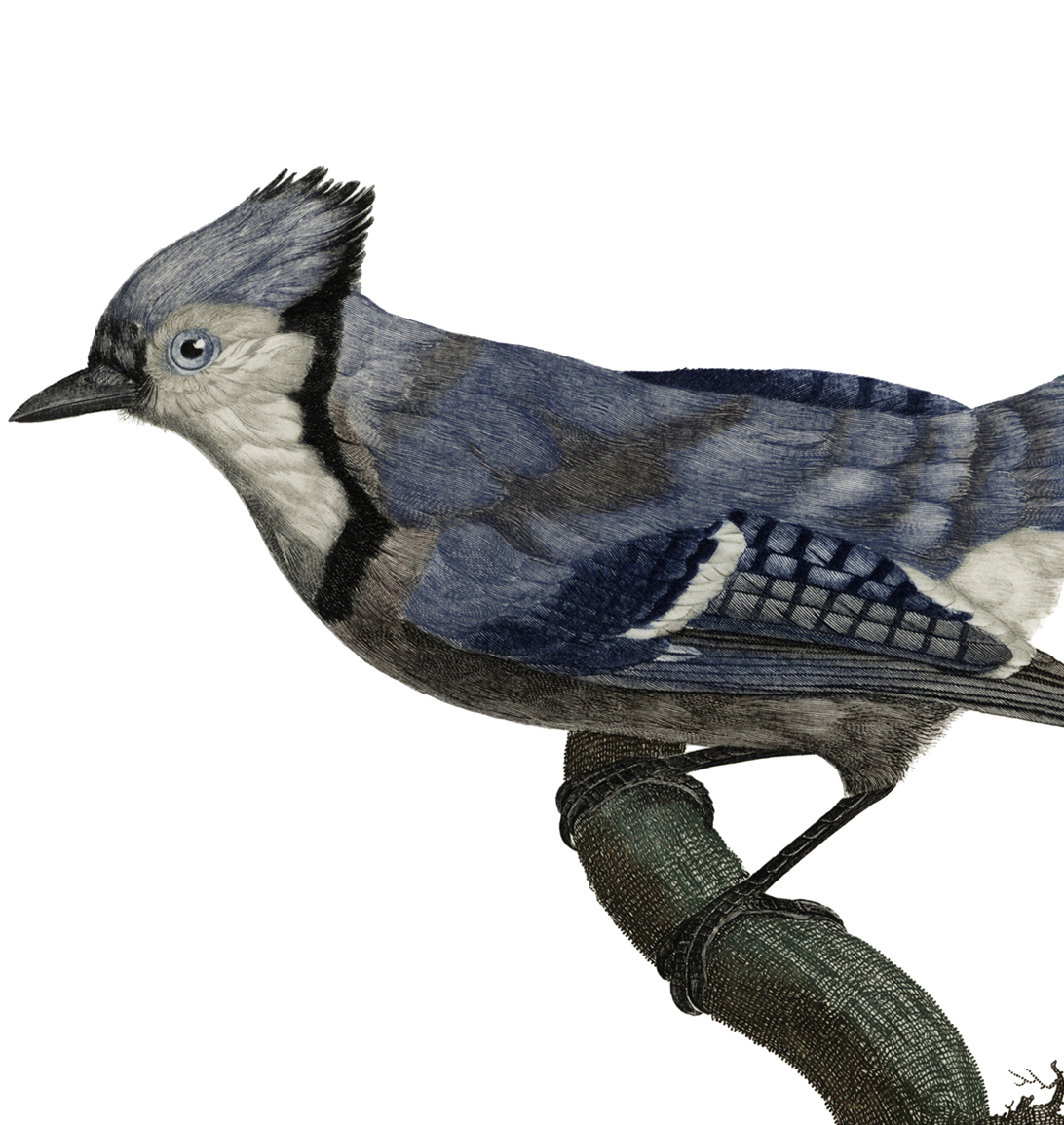 Blue Jay Art Print / Blue Jay Art / Cute Bird Print / Cute 