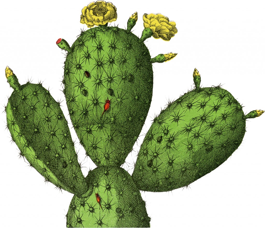 Vintage Cactus Botanical Image