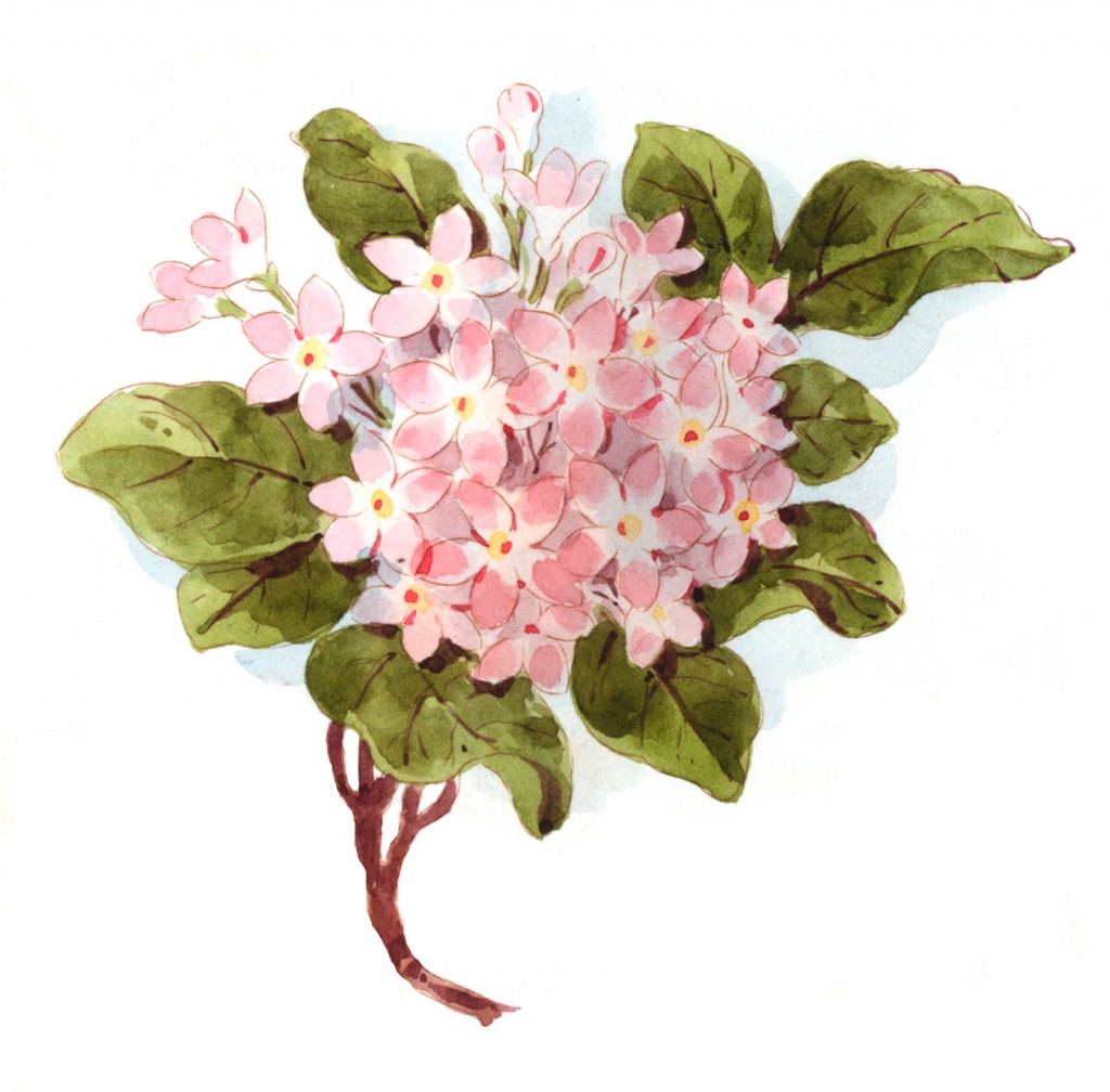 Watercolor Pink Hydrangea Image