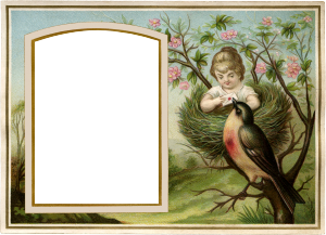 Bird frame
