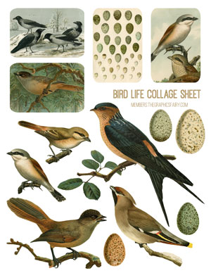 Birds collage sheet