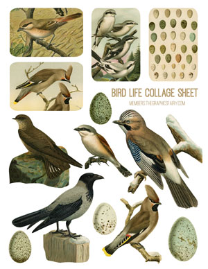 Bird collage sheet