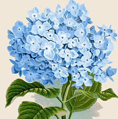 Blue Hydrangea Flower Image