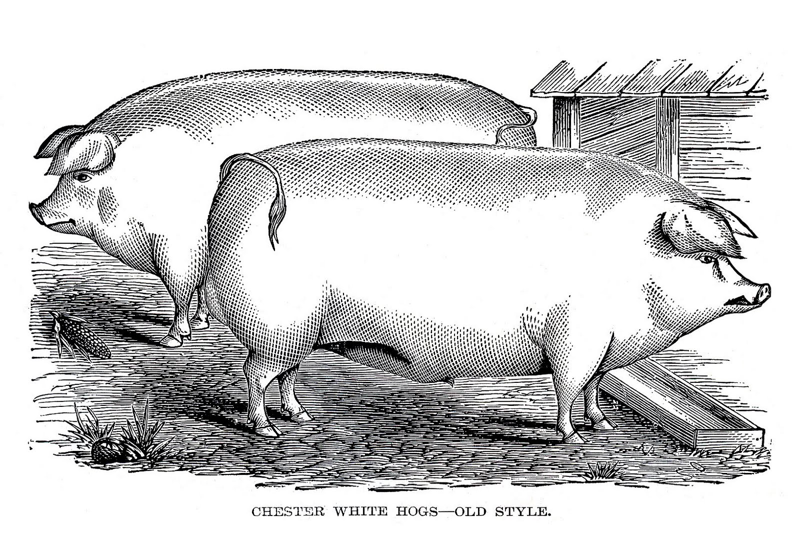 Vintage Pigs Image