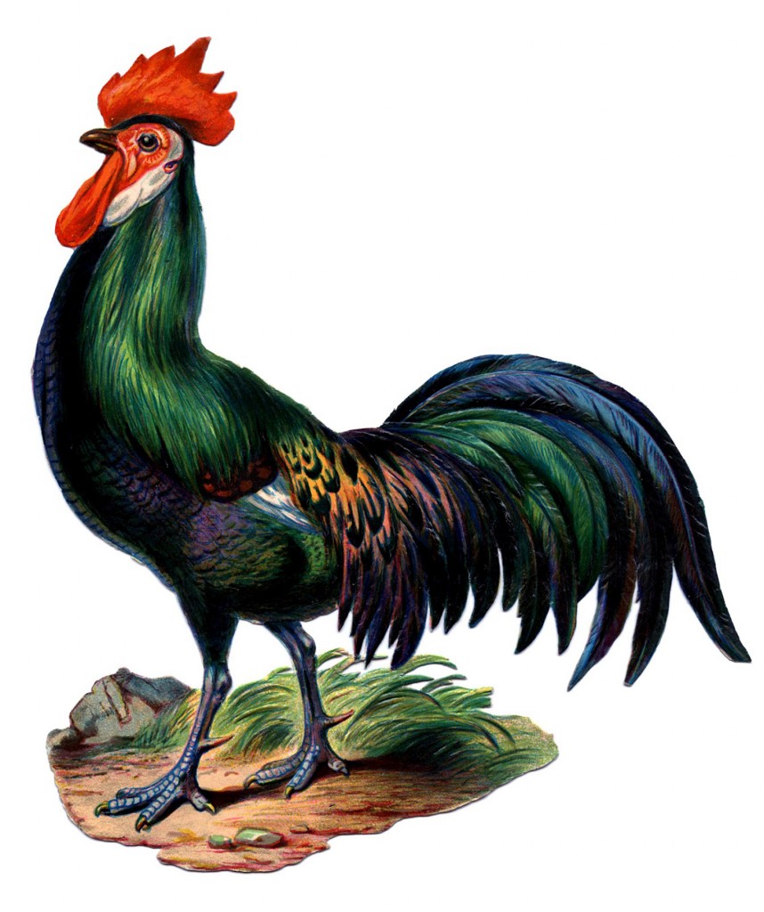 Striking Colorful Rooster Image
