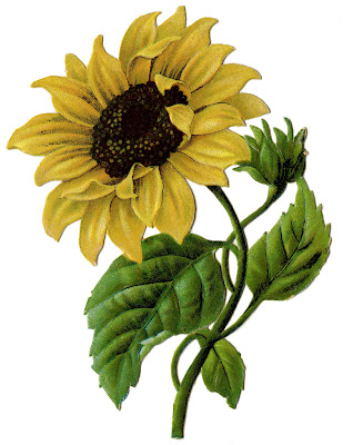 Sunflower Vintage Image