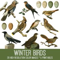 Winter Birds Image Kit