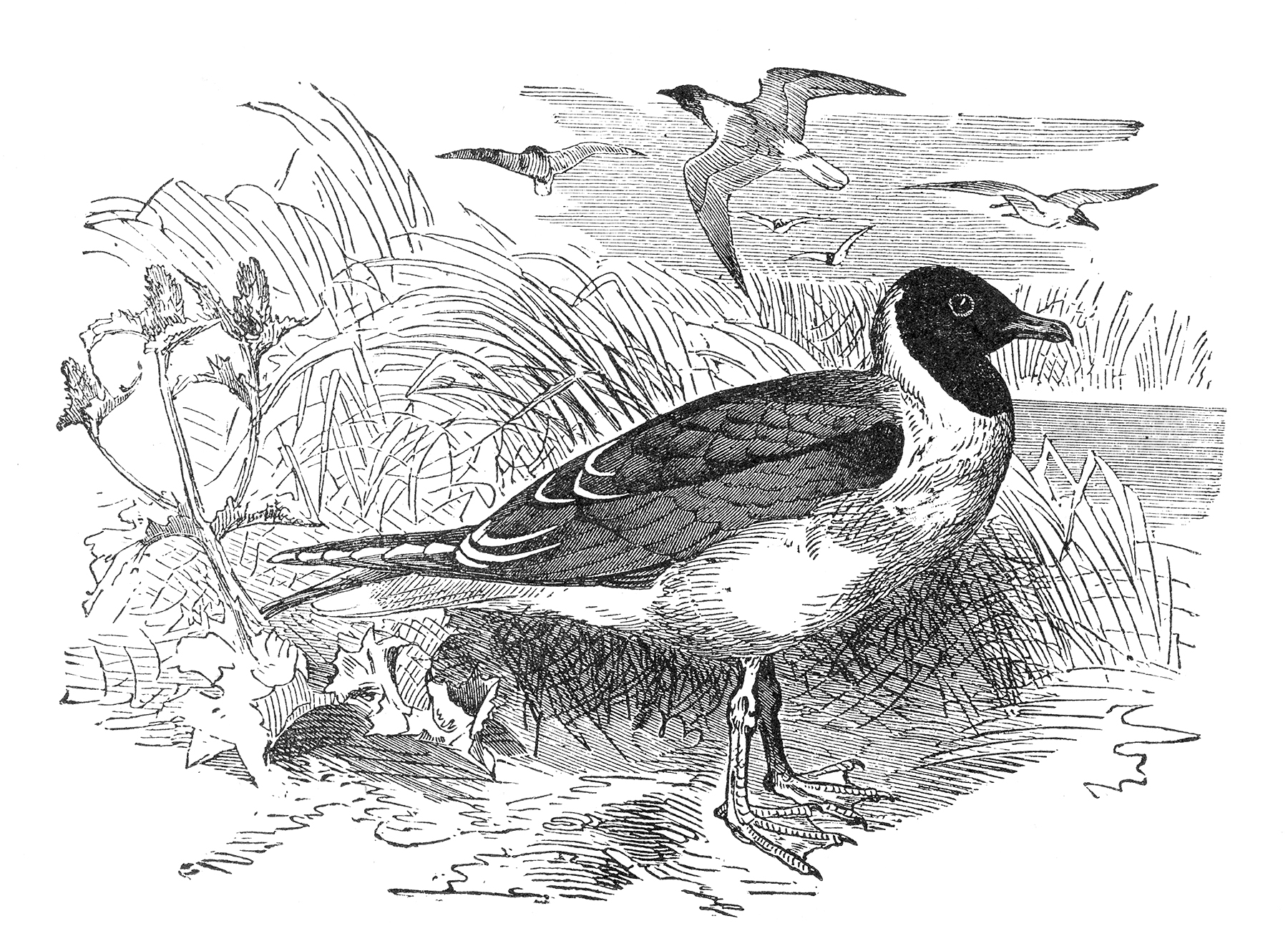 Gulls Illustration