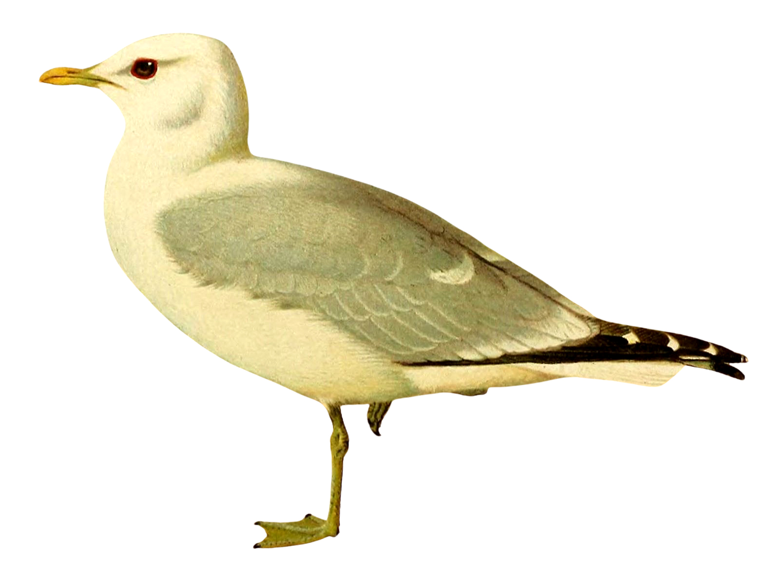 seagull bird clipart painted