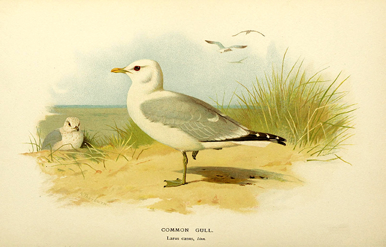 Seagull Illustration Vintage