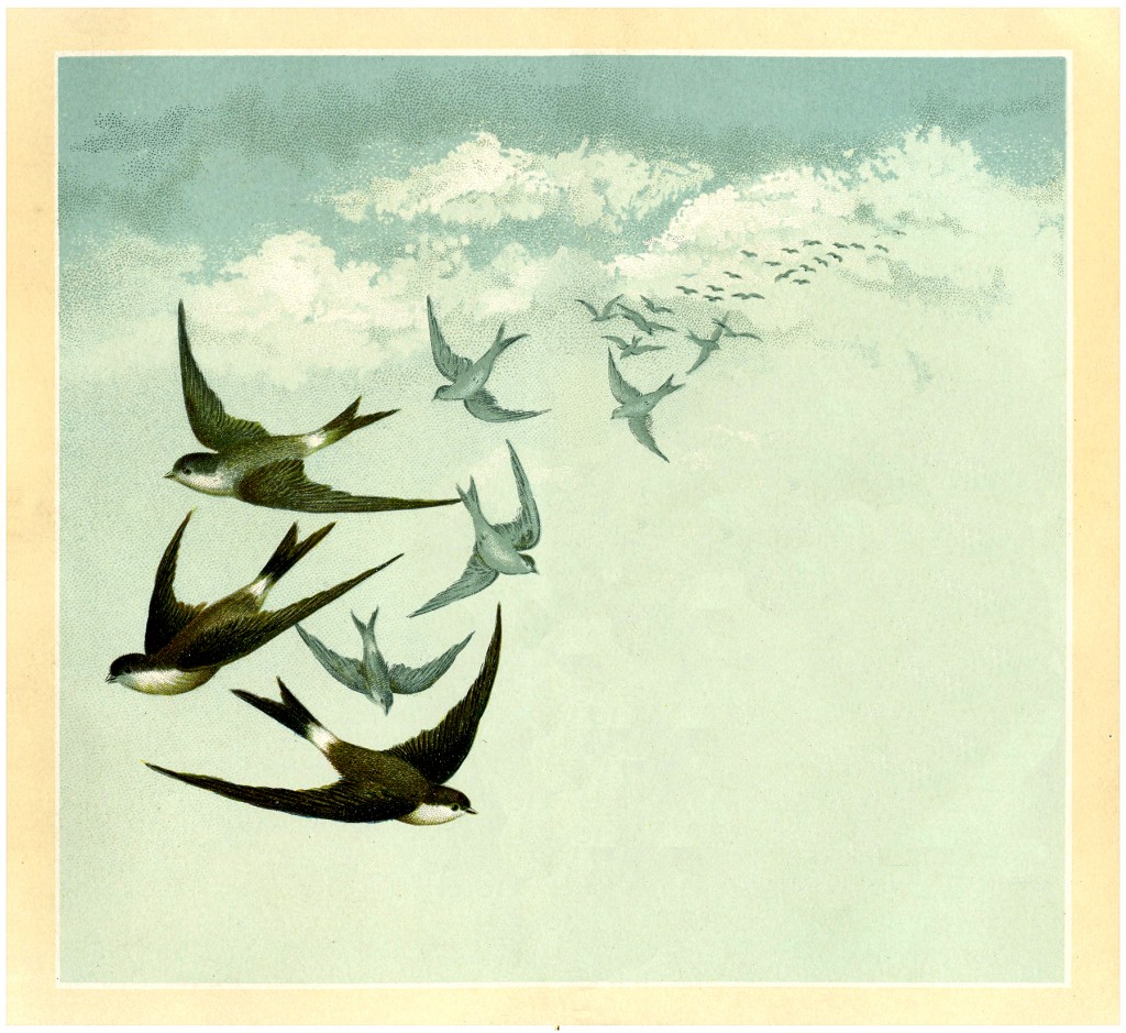 Vintage Swallows Image