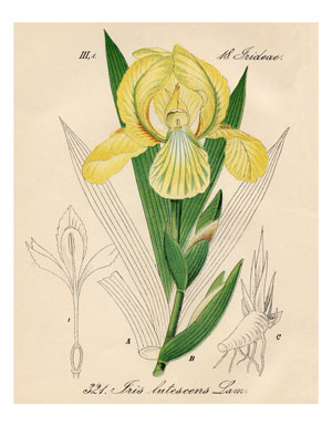 Yellow Iris botanical