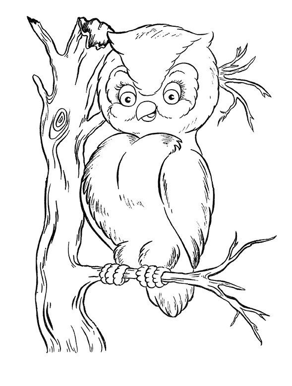 cute baby owl animals coloring pages