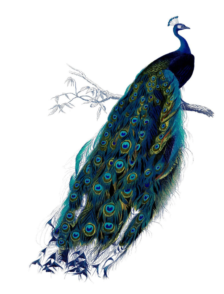 Full color Peacock Image with Tail Down