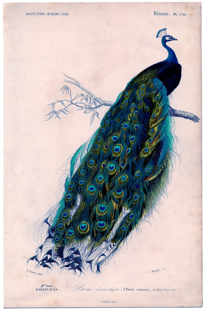 Peacock Print with Tail Down