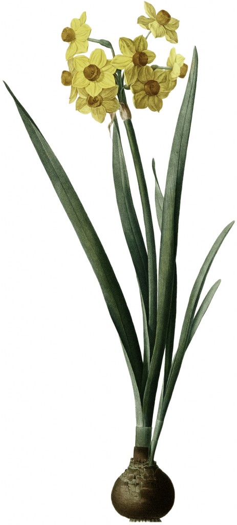 Botanical Bulb Image