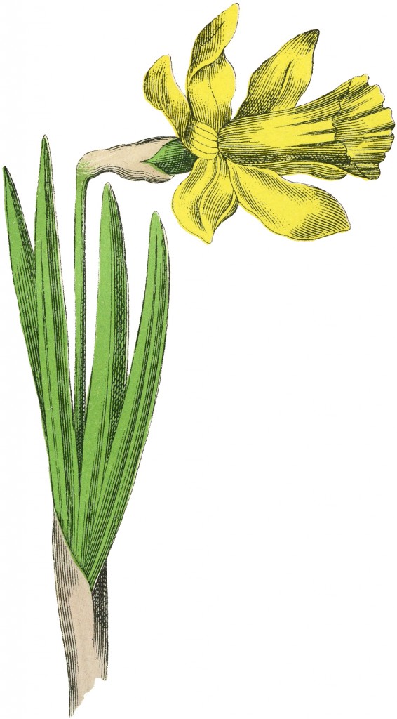 Single Yellow Daffodil Image
