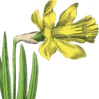 daffodil image