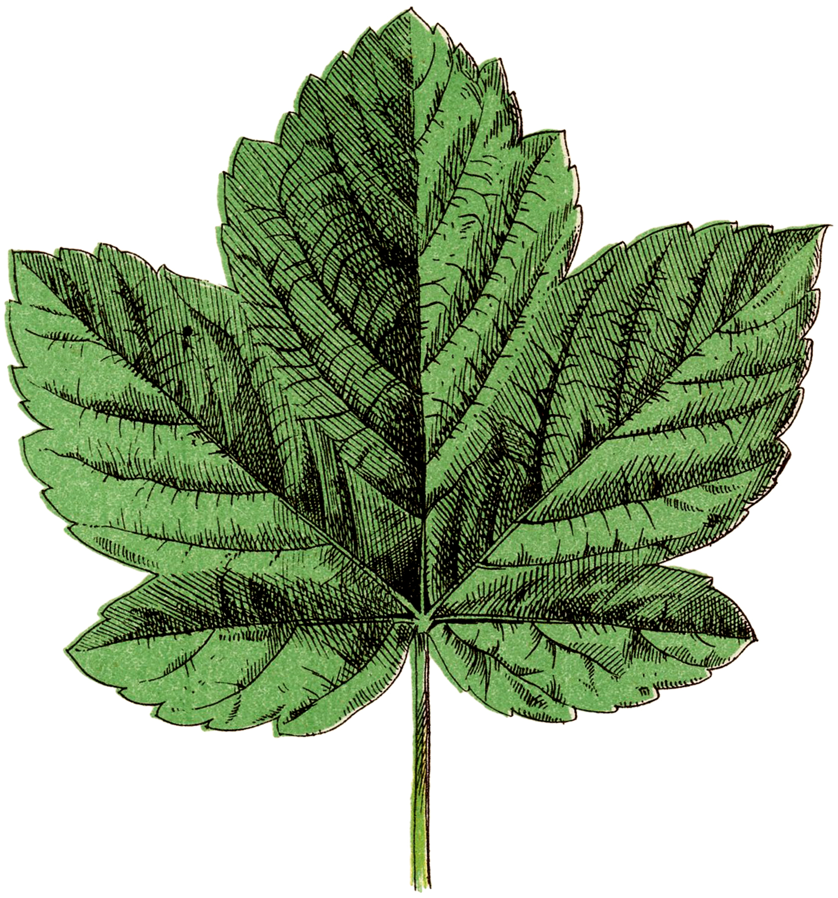 leaf clipart