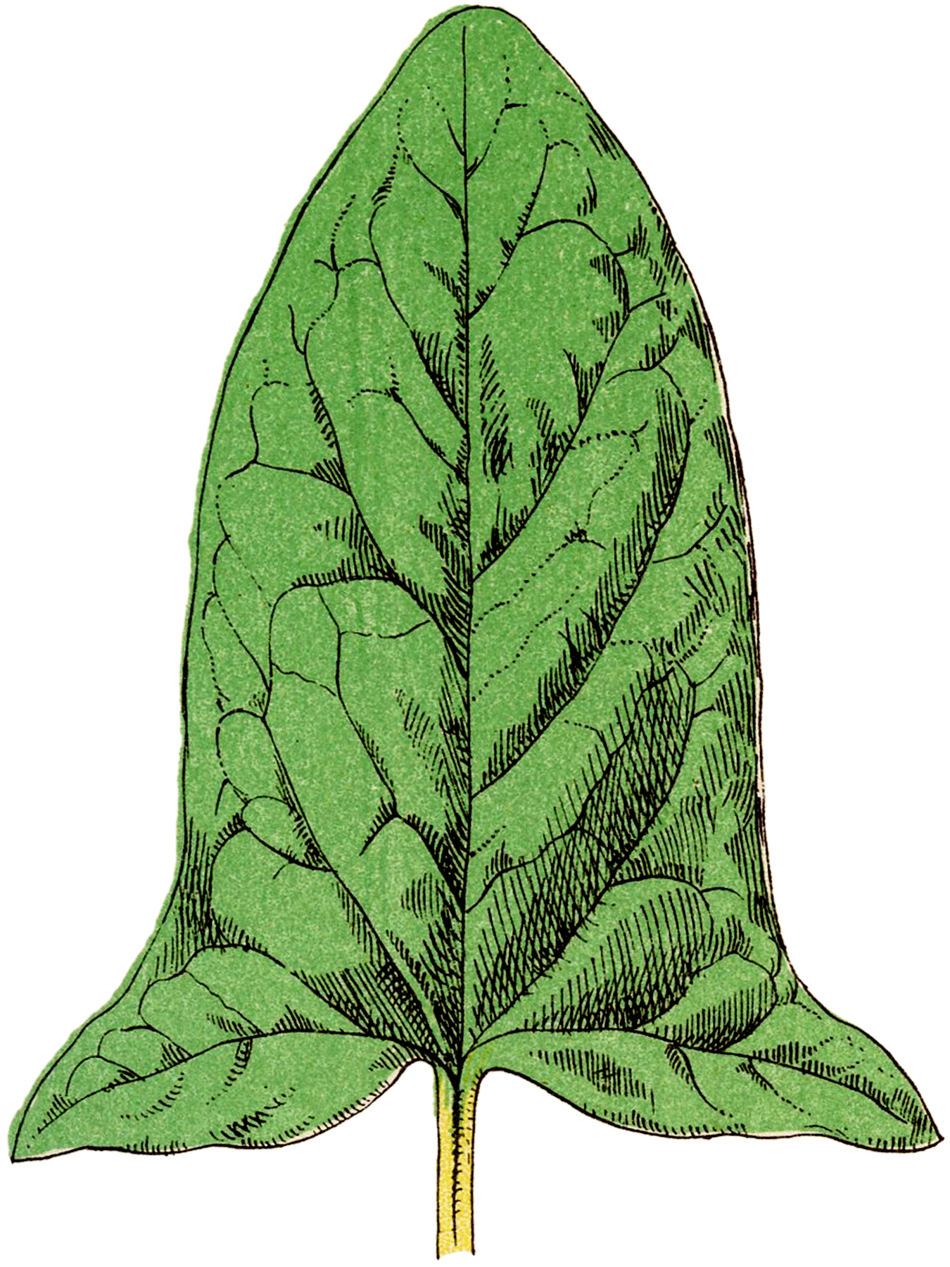 green leaves drawing