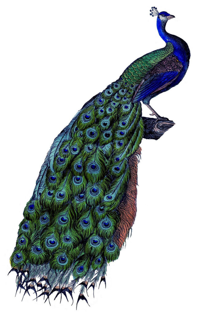 Vintage Peacock Picture