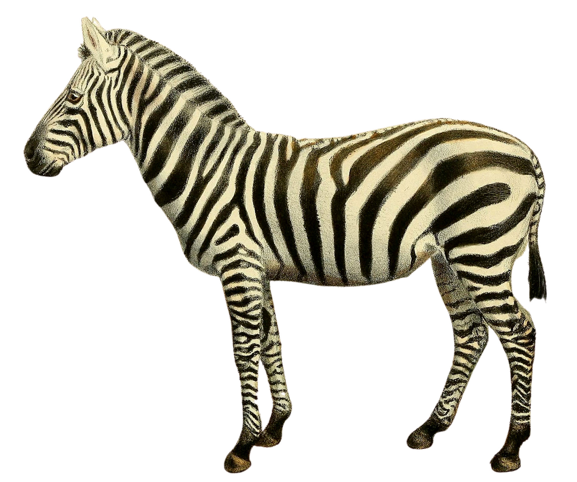 How To Draw A Zebra Clipart at Shirley Hidalgo blog