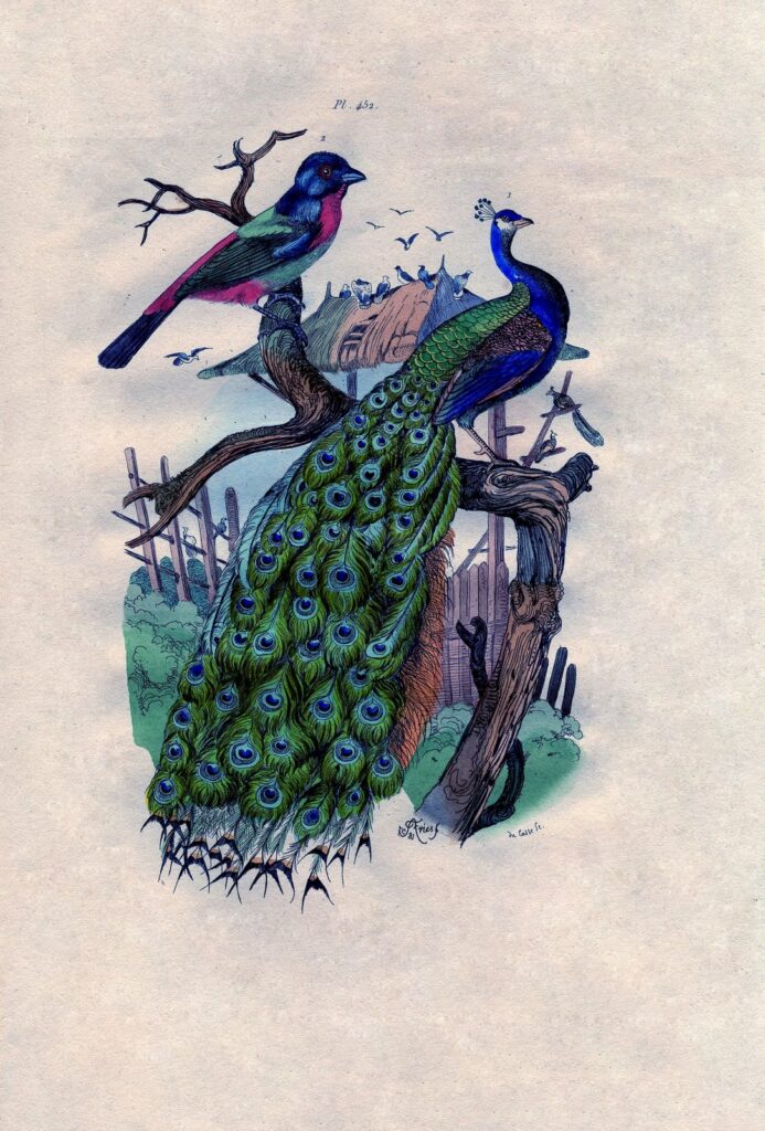 Peacock on Branch with Bird Print