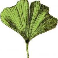 Free Ginkgo Leaf Image