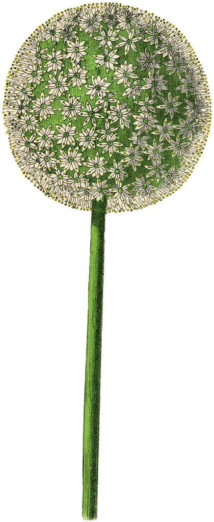 Vintage Allium Flower Image