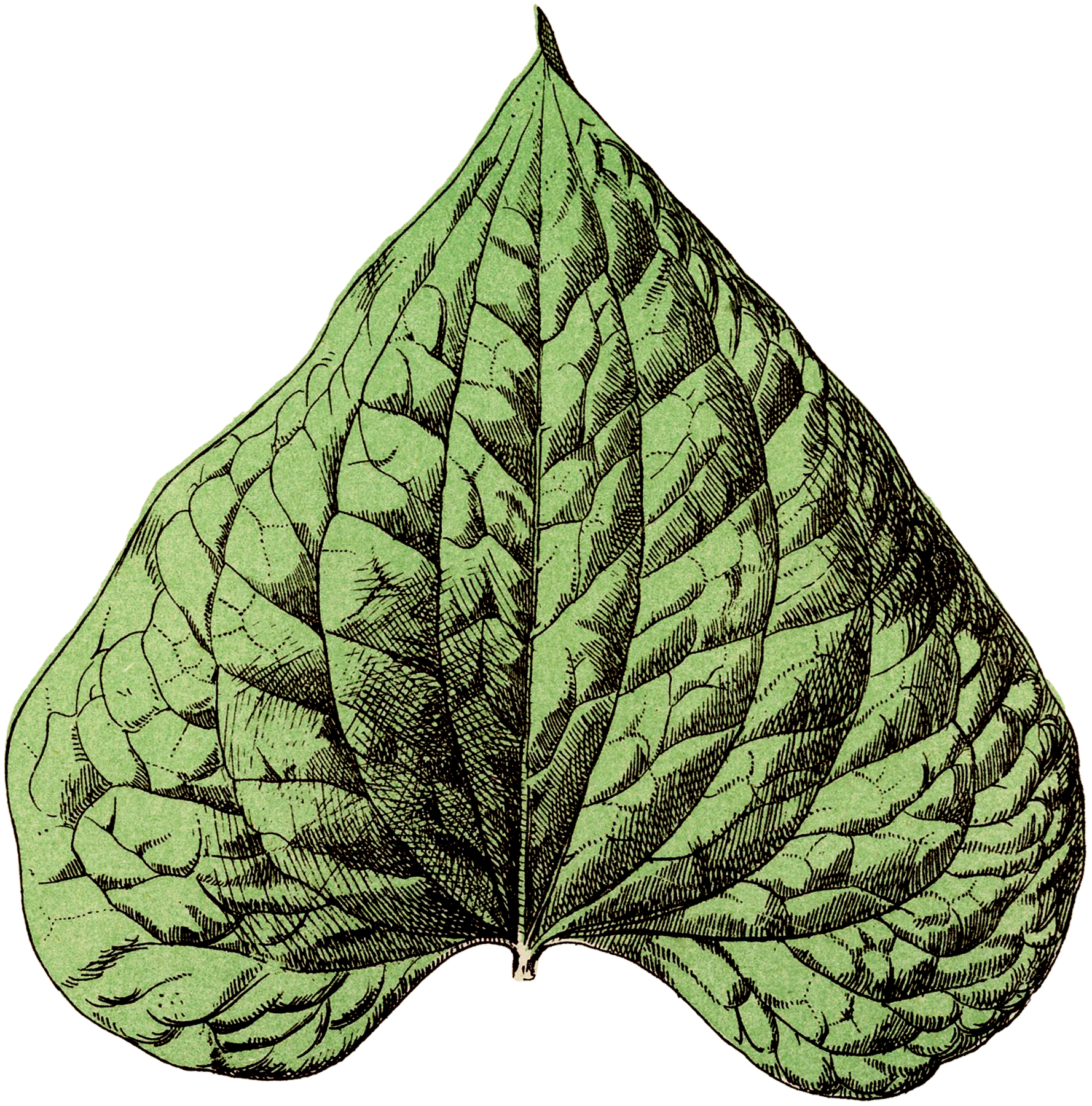 11 Leaf Pictures! - The Graphics Fairy