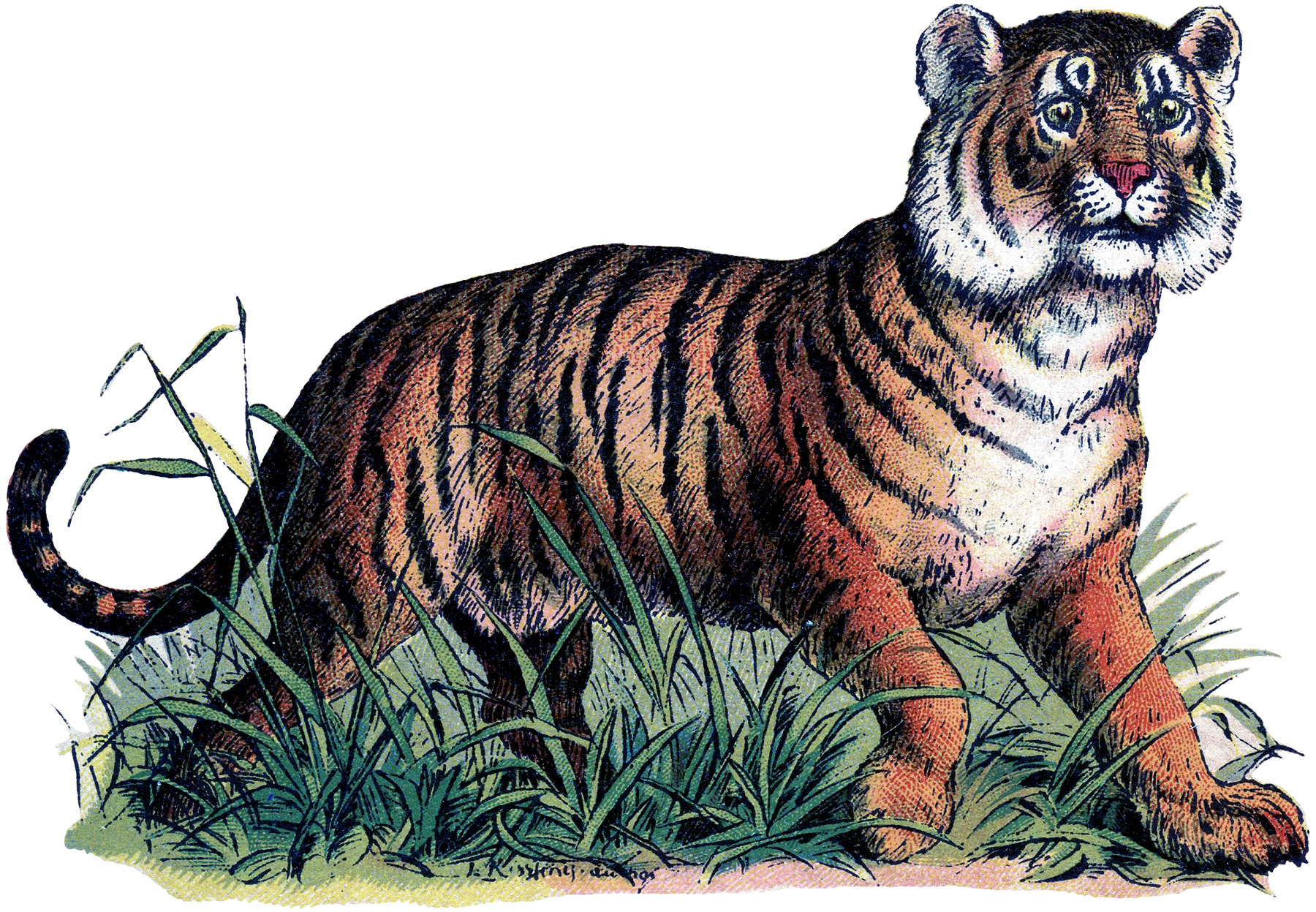 6 Vintage Tiger Images! - The Graphics Fairy