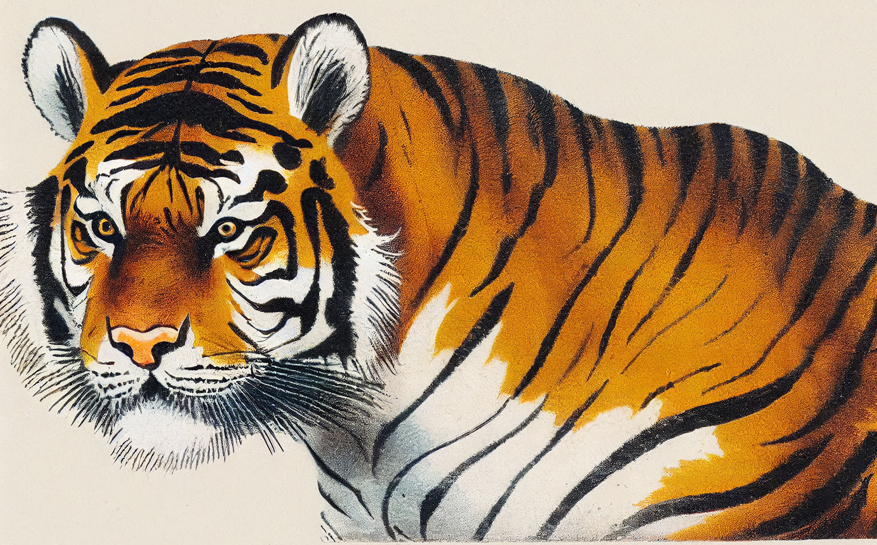 6 Vintage Tiger Images! - The Graphics Fairy