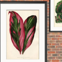 Framed Tropical leaves on Brick wall